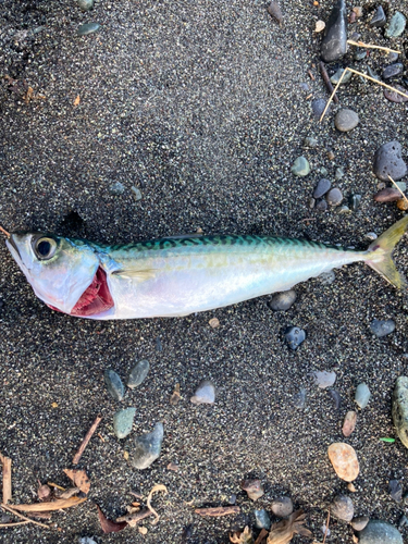 サバの釣果