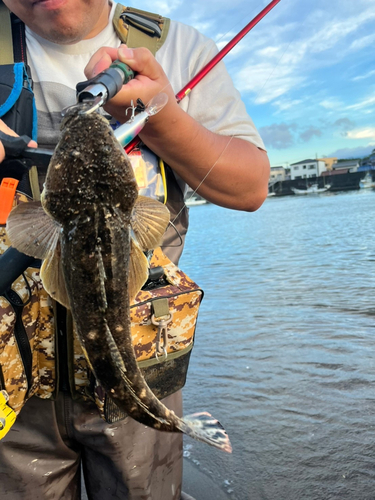 マゴチの釣果