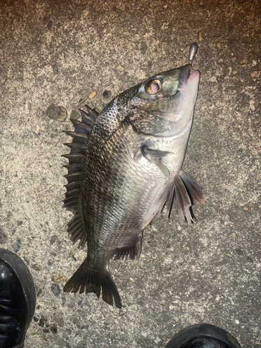 チヌの釣果