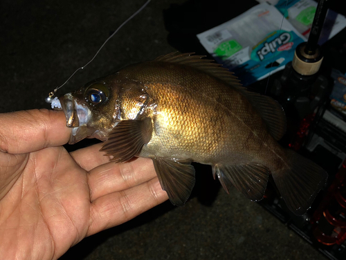 メバルの釣果