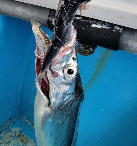 タチウオの釣果