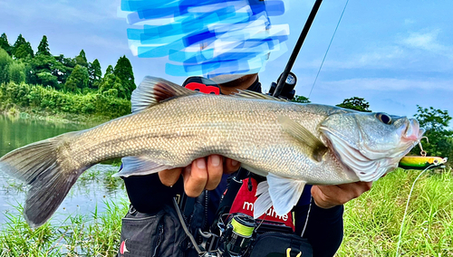 マルスズキの釣果