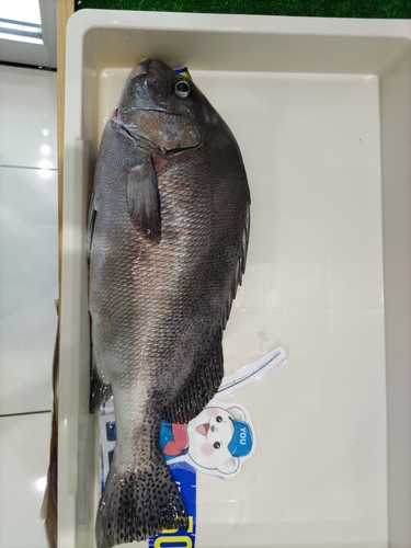 コショウダイの釣果