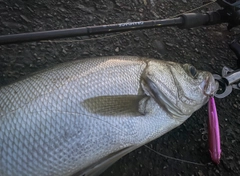 ヒラスズキの釣果