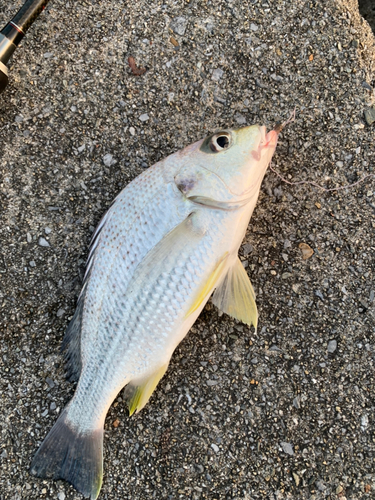 ホシミゾイサキの釣果