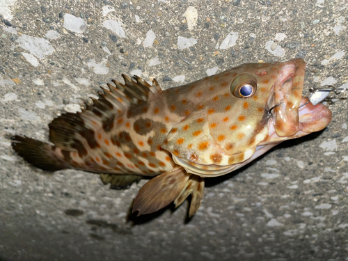 チャイロマルハタの釣果