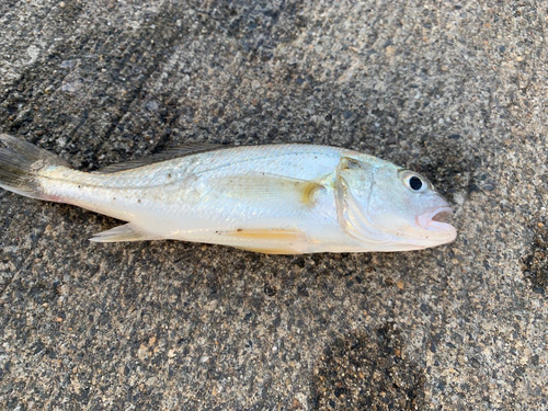 イシモチの釣果