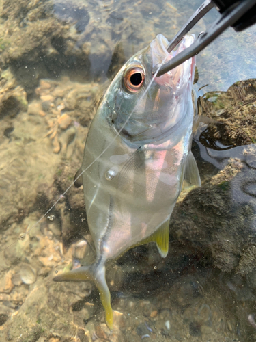 メッキの釣果