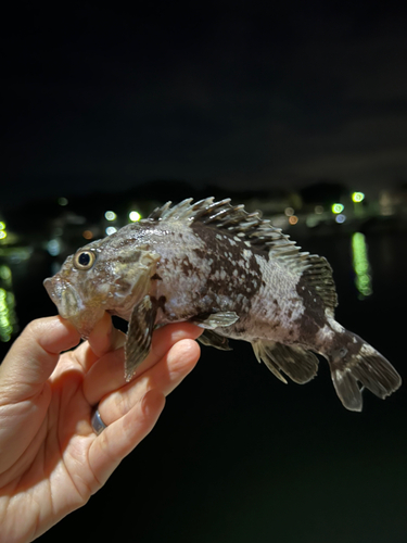 クロソイの釣果