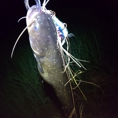 マナマズの釣果