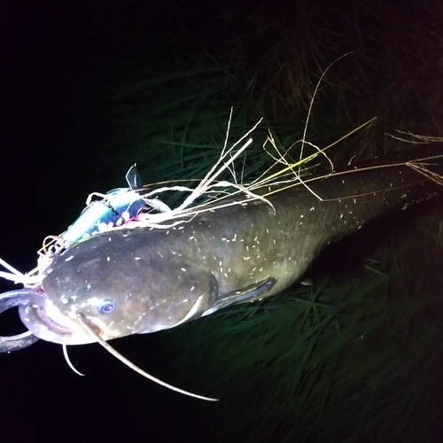 マナマズの釣果