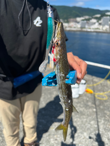 アカカマスの釣果