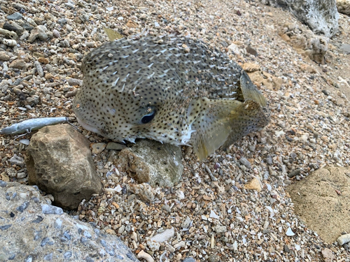 ハリセンボンの釣果