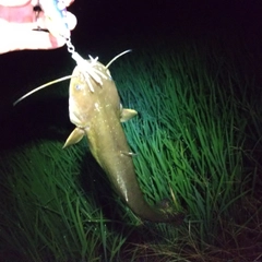 マナマズの釣果