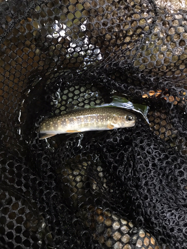 イワナの釣果