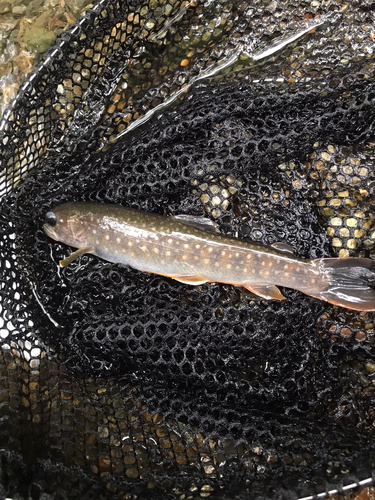 イワナの釣果