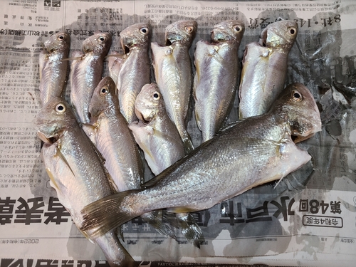 イシモチの釣果