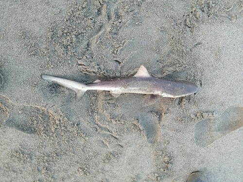 サメの釣果