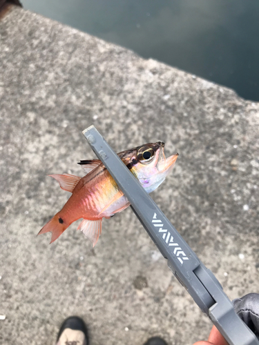 ネンブツダイの釣果