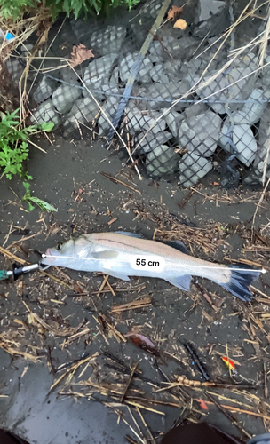 シーバスの釣果