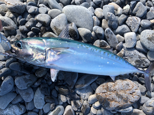 ソウダガツオの釣果