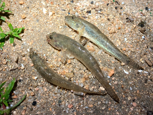 ハゼの釣果