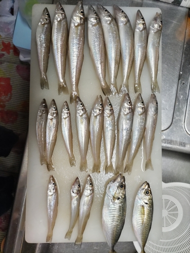 シロギスの釣果