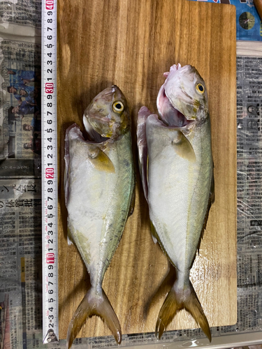 ショゴの釣果