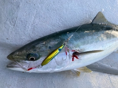 ハマチの釣果