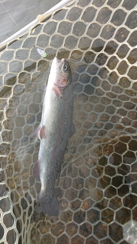 ニジマスの釣果