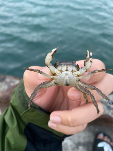 カニの釣果