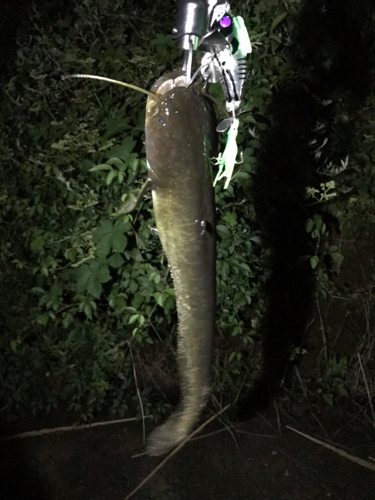 マナマズの釣果