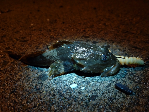 カジカの釣果