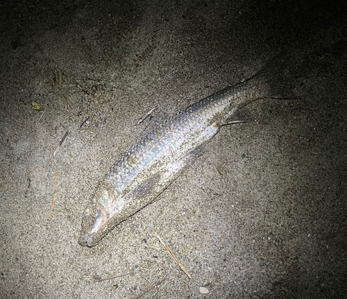 ニゴイの釣果