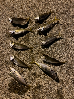 アジの釣果