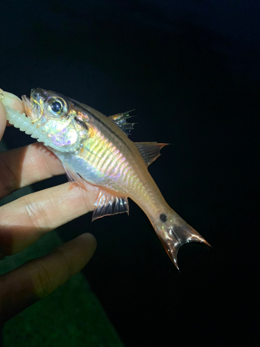 ネンブツダイの釣果