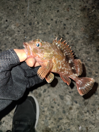 カサゴの釣果