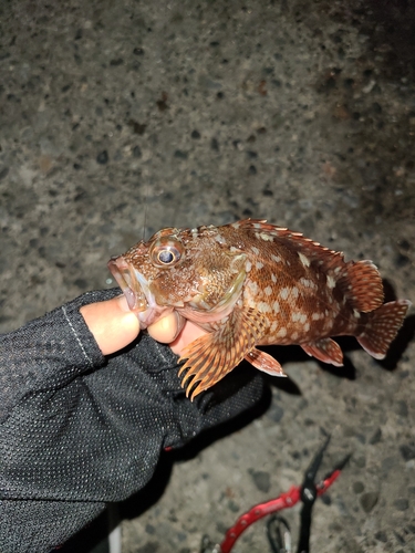 カサゴの釣果