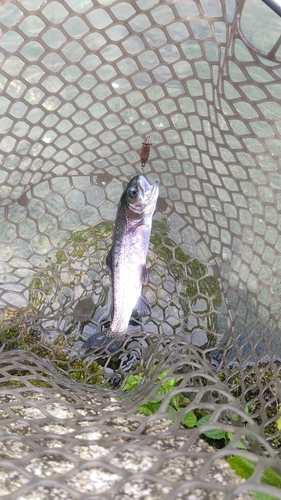 ニジマスの釣果