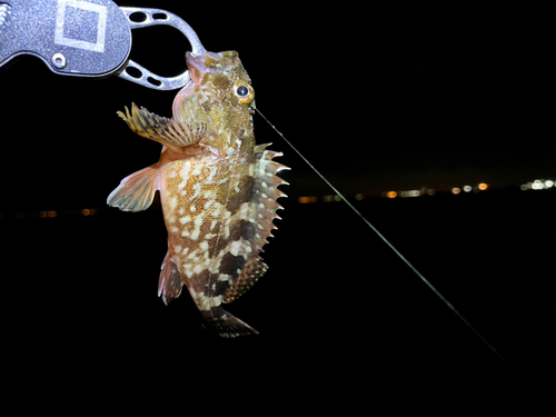 アコウの釣果