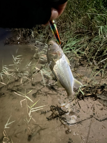 セイゴ（マルスズキ）の釣果