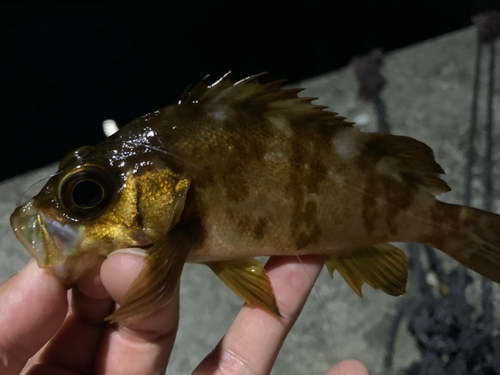 アカメバルの釣果