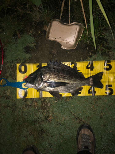 チヌの釣果