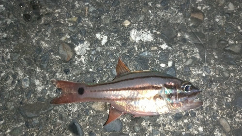 オオスジイシモチの釣果