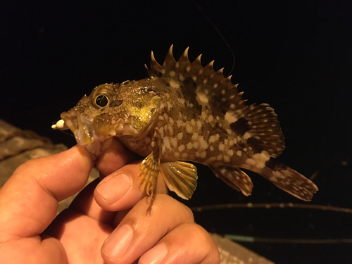 カサゴの釣果