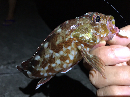 カサゴの釣果