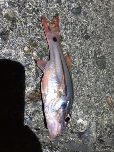 オオスジイシモチの釣果