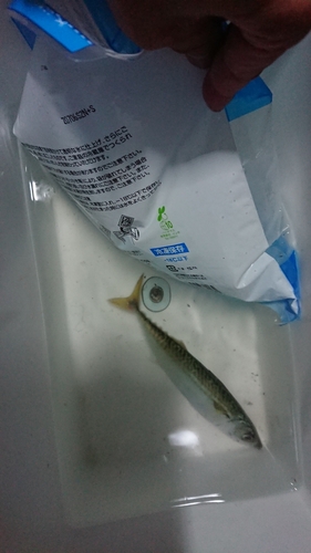 サバの釣果