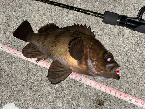 メバルの釣果