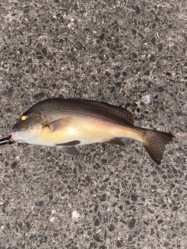 コロダイの釣果